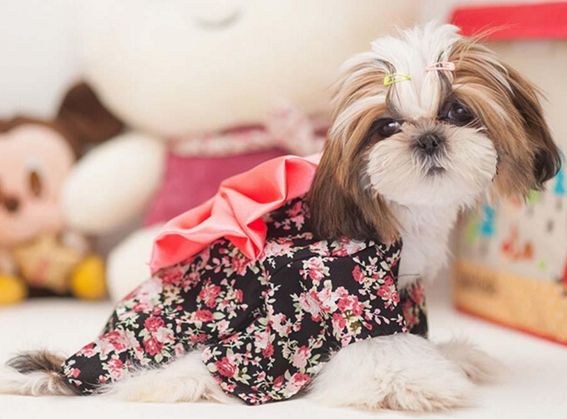 Why dog fashion clothes supplies are considered the most important part of their needs