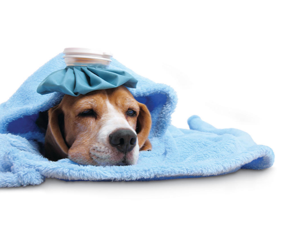 Diarrhea in Dogs: various treating certain ailments
